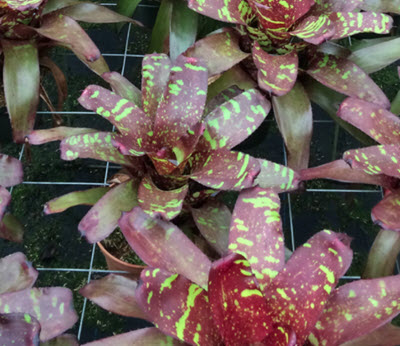 6" Bromeliad Neoregelia Green Eyes